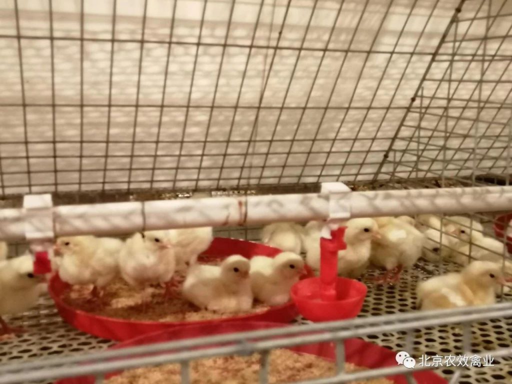 北京农效禽业首次引进伊莎祖代鸡