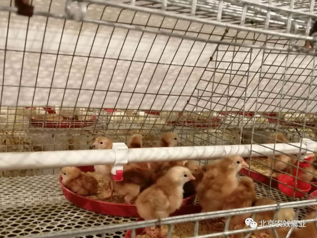北京农效禽业首次引进伊莎祖代鸡