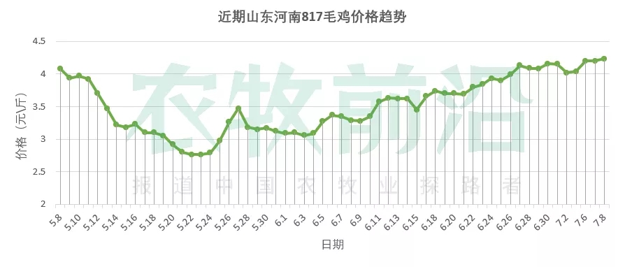 猪价上天！这次能像去年一样带来鸡价红利吗？丨鸡价周报