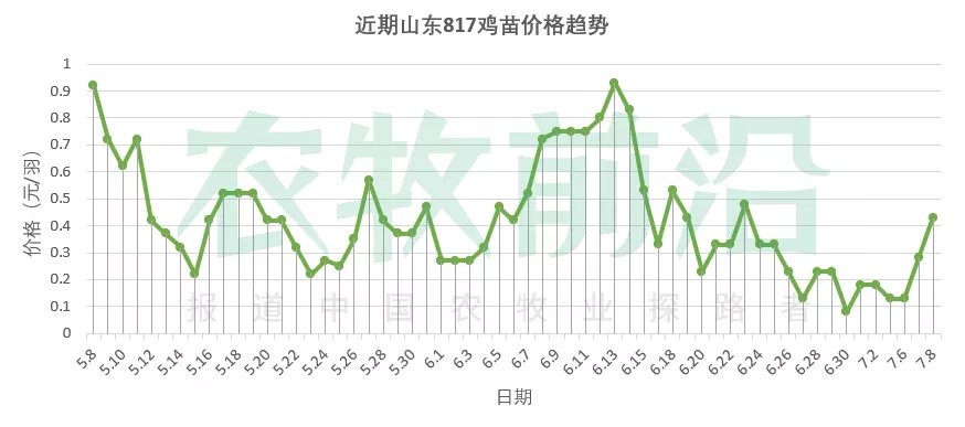 猪价上天！这次能像去年一样带来鸡价红利吗？丨鸡价周报