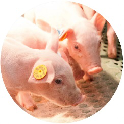 月长沙，邀您围观荷兰视角下“重塑中国养猪业的最佳实践”"