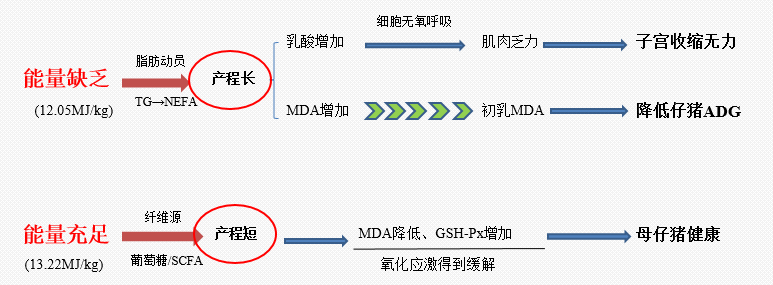 车炼强教授：出生体重、产程、初乳摄入量三大因素影响仔猪死亡率！！