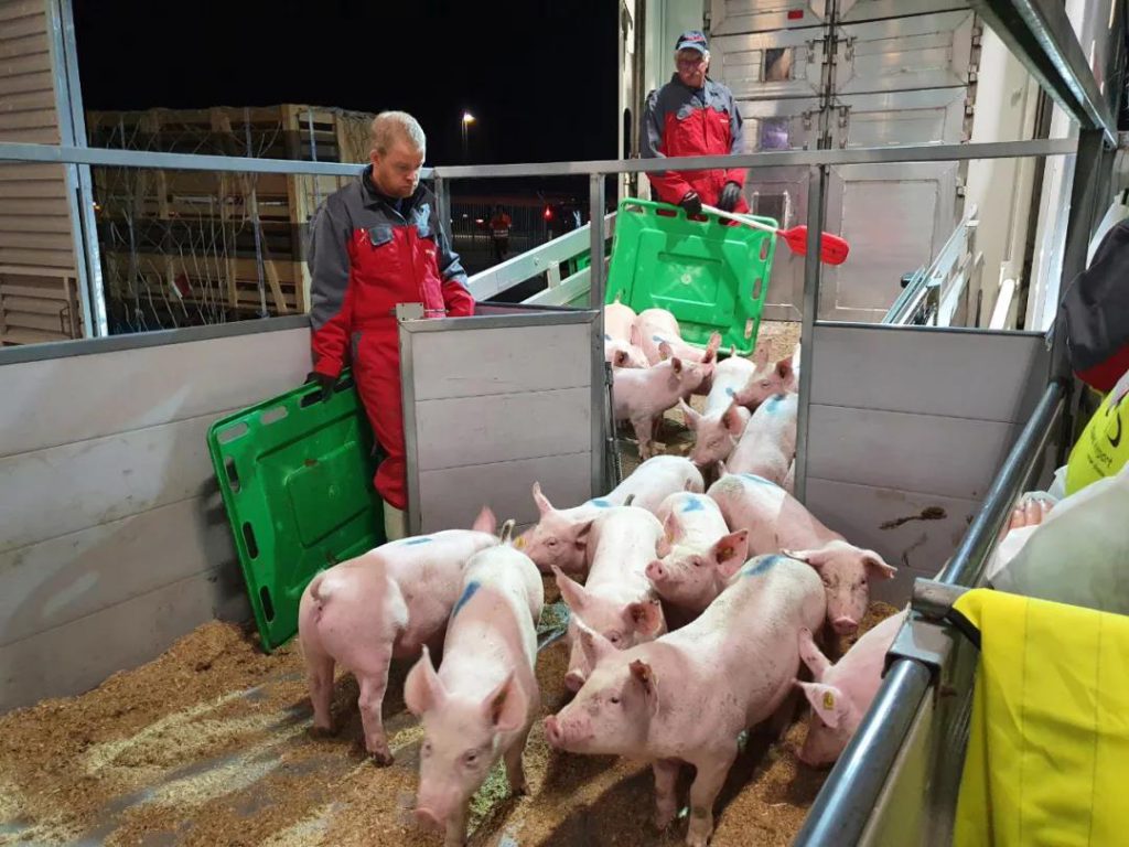 正大康地成功从丹麦引进约1700头原种猪