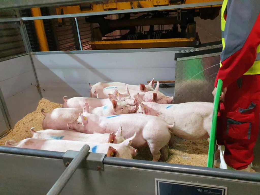 正大康地成功从丹麦引进约1700头原种猪
