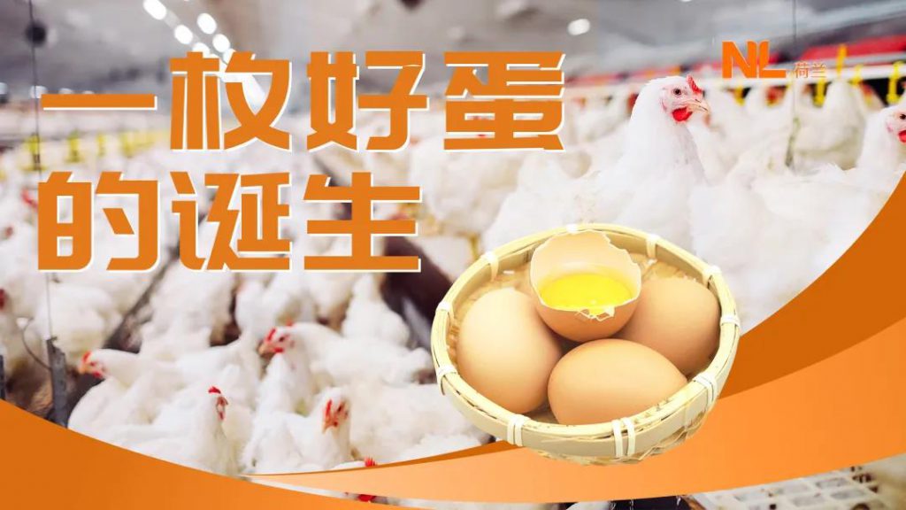 如何能确保鸡蛋的质量安全、生产出一枚好蛋？确保动物福利是要点！