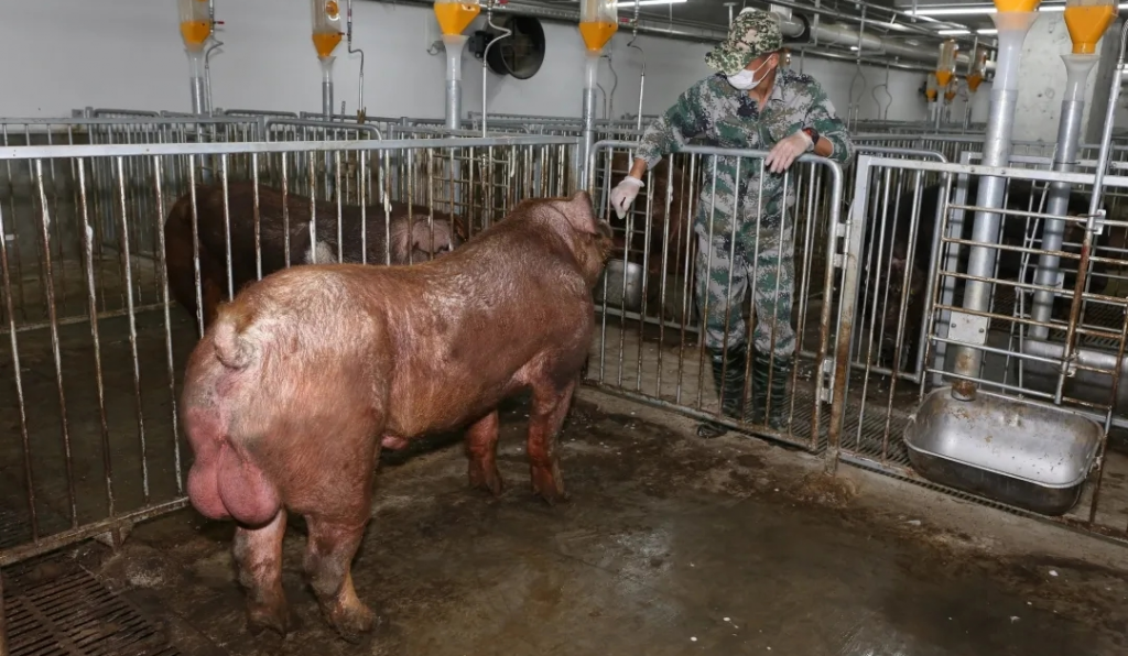 豪华单间、定制餐、定期体检...来围观猪的幸福生活