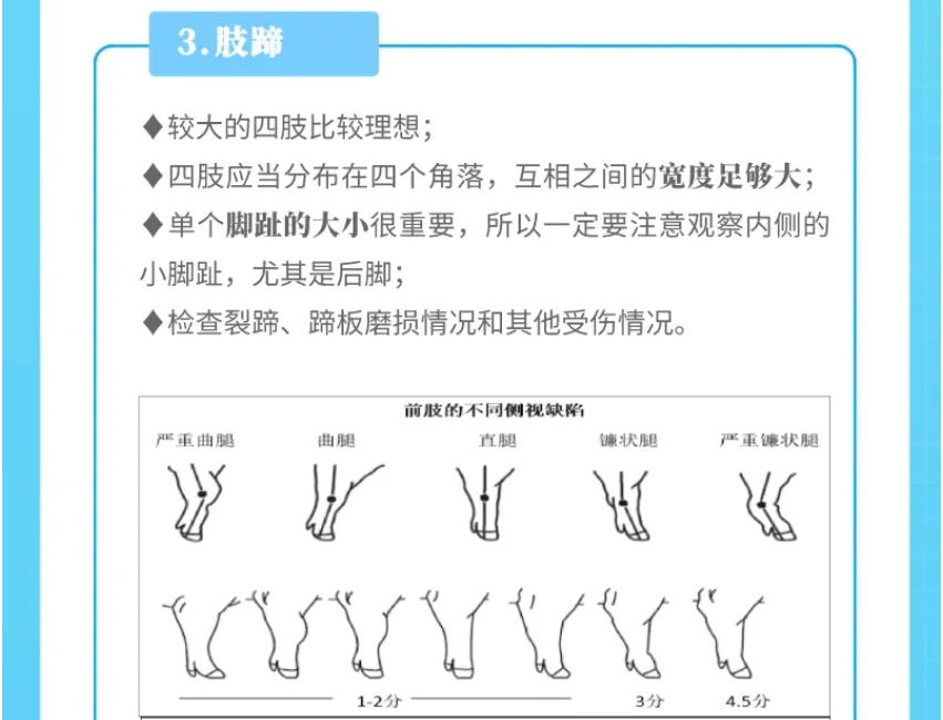 超详细！一图教你怎么选到好种猪