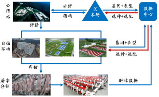 养不下去了！3重压力下猪场利润最大化的5大建议