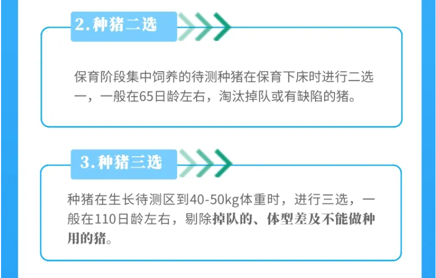 超详细！一图教你怎么选到好种猪