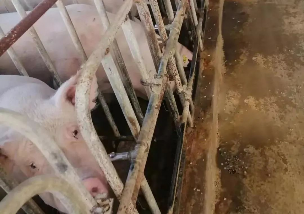 养猪40年的猪倌“昏了头”！低行情下5000头规模母猪场继续引种！