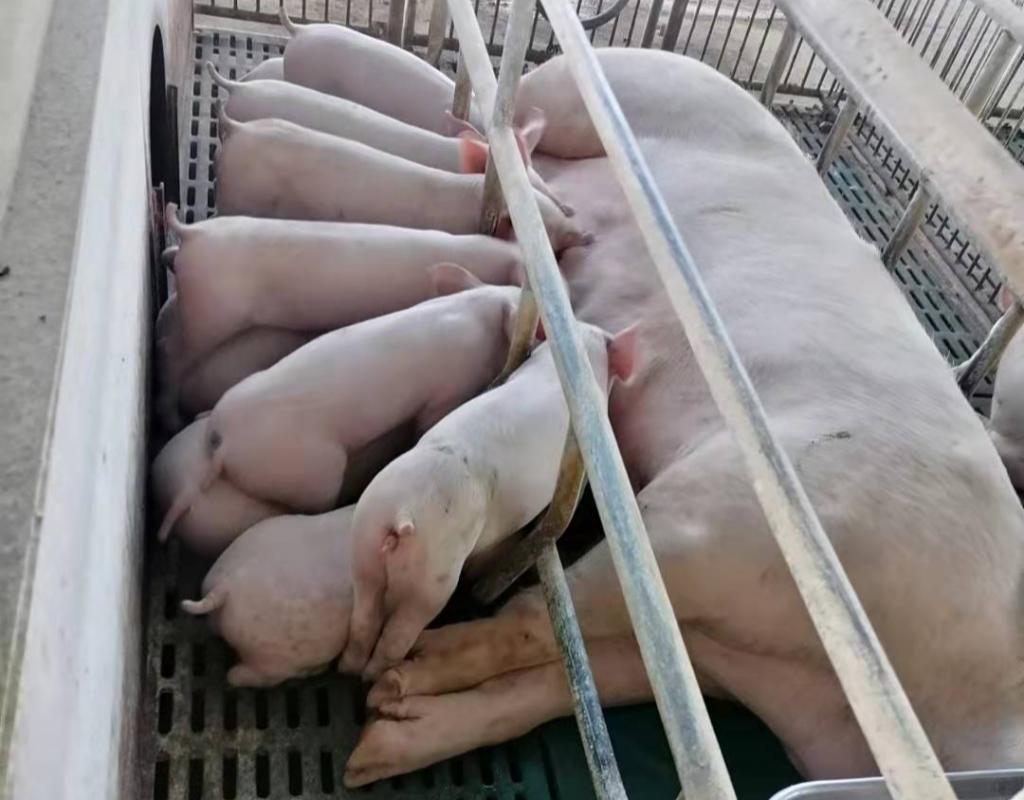 养猪40年的猪倌“昏了头”！低行情下5000头规模母猪场继续引种！