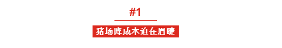 均健仔数11头、分娩率88%！1400头规模猪场再发力