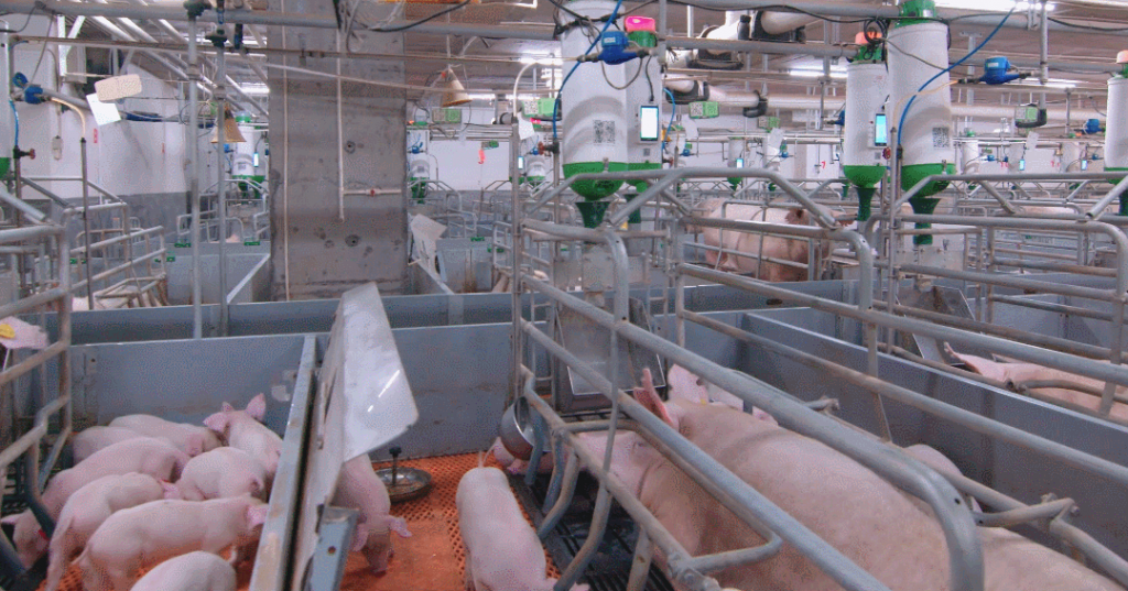 扬翔公司再次通过国家生猪核心育种场核验