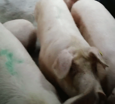 11研究生返乡养猪，如今猪苗供不应求"