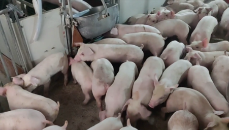 引进1000头种猪，这个猪场​“种、精、料”多管齐下提效益
