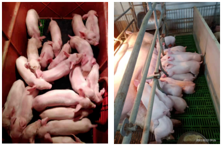 在优化种猪群上做加法，提高母猪生产成绩