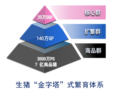 在优化种猪群上做加法，提高母猪生产成绩