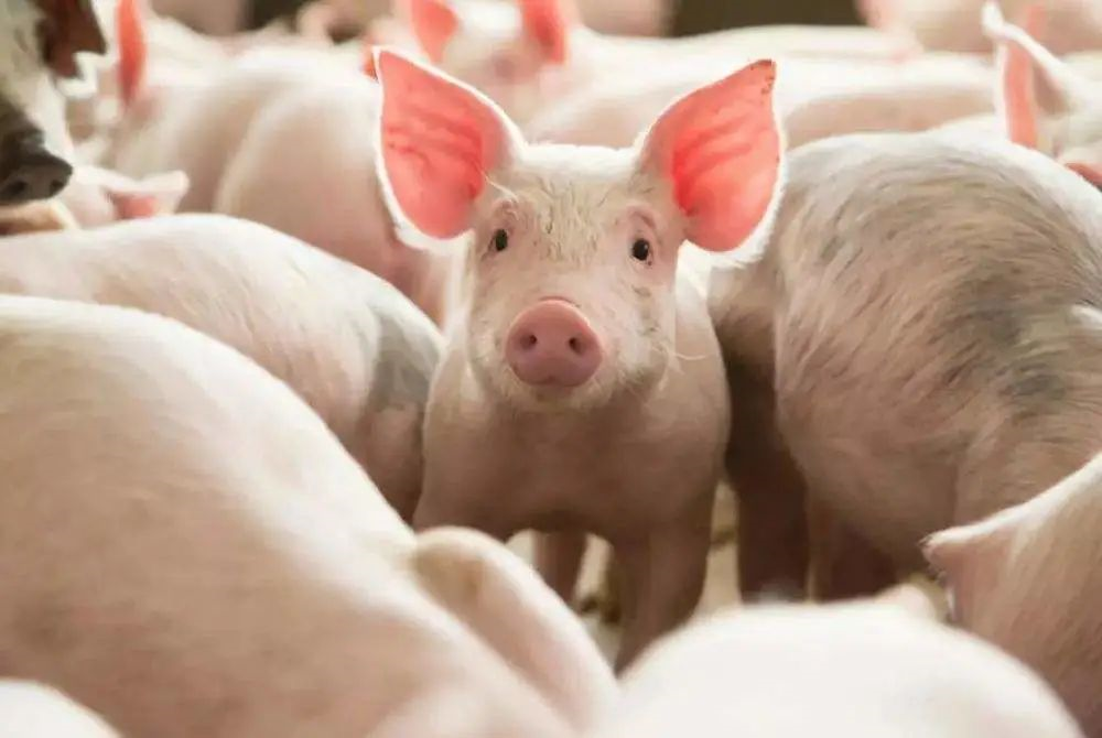 公斤仔猪高达650元/头，有猪场却卡在母猪生产力上…"