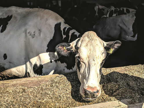 都是奶牛，凭什么它们能享受18℃的恒温环境？