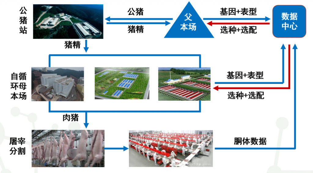 可额外增收超1000元！扬翔育种总监分享提质增效两大“利器”