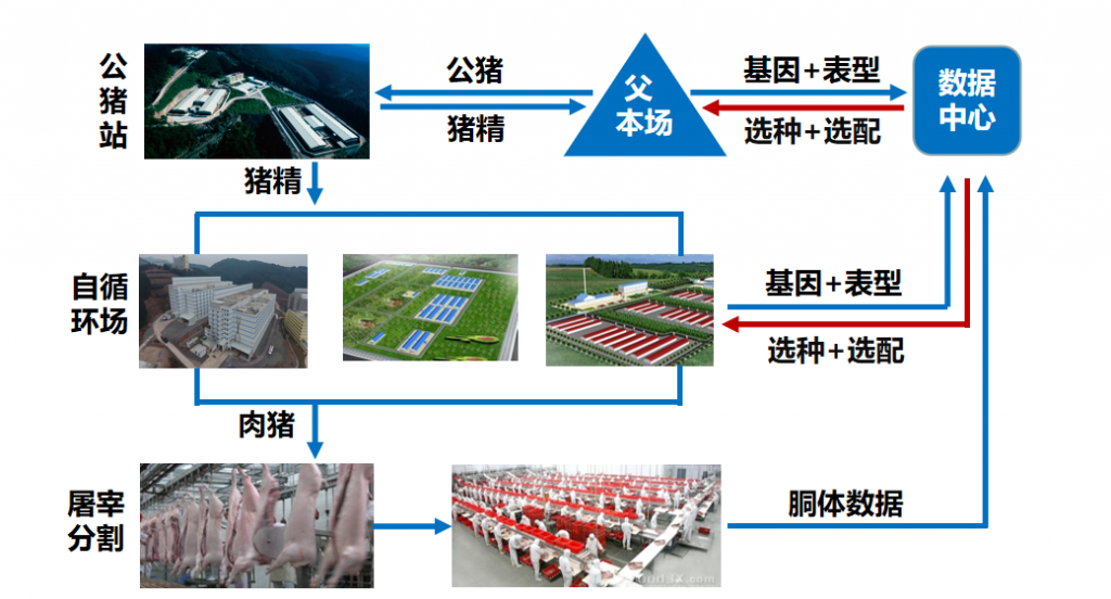 揭秘！扬翔提升4000多万生猪生产效率的黑科技