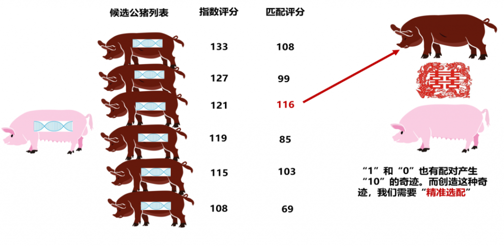 创下产活仔数32头记录！扬翔种母猪何以成为“王者中的王者”？