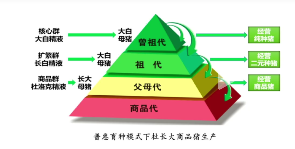 从成本内卷到价值创造！这套方案助力猪场打牢发展根基