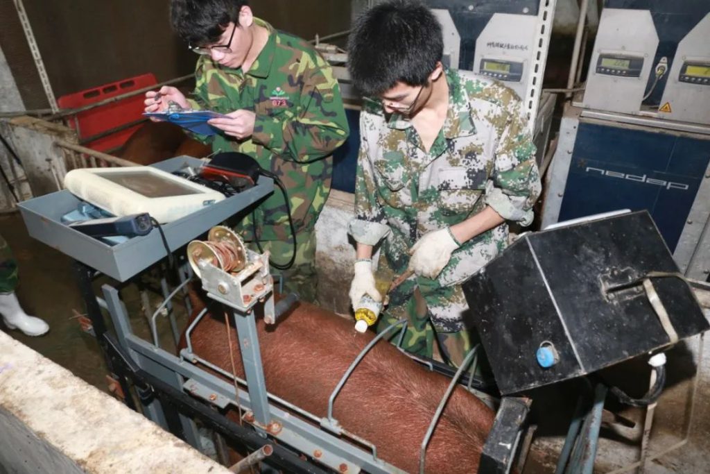 太难了！来看扬翔种猪想顺利“毕业”要经过哪几关→