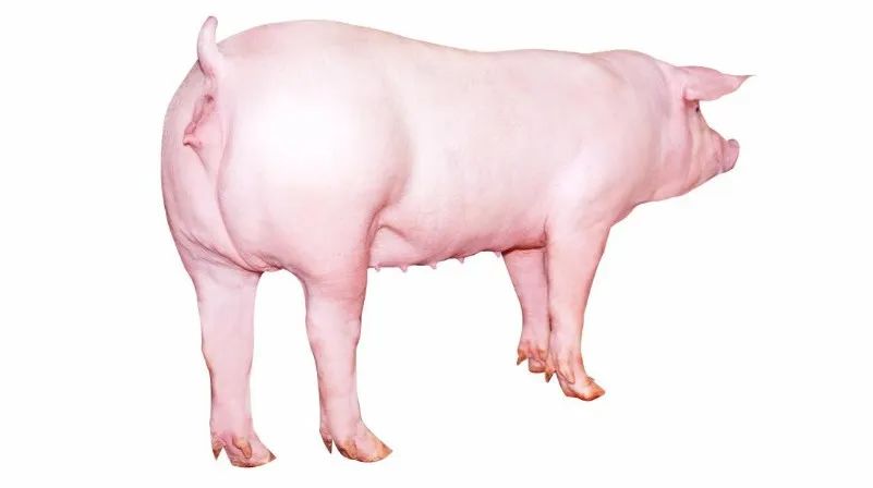 扬翔董事长莫金枝：助力种业振兴的生猪育种实践