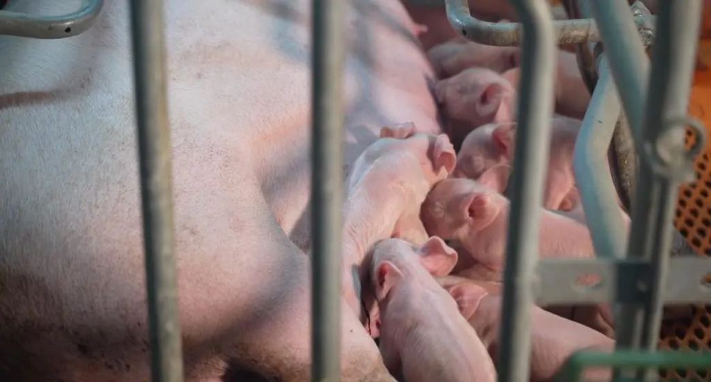低行情下如何选种？选对种猪让每头母猪每年增收4100元！