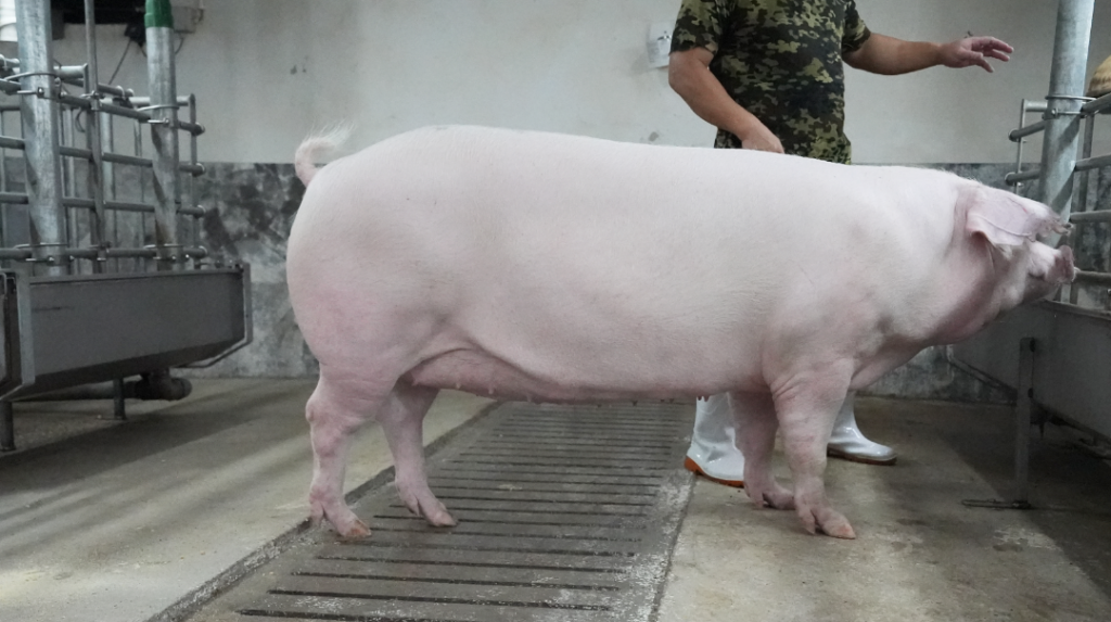 楼房猪场的猪肉“不香”！？是什么在影响猪肉品质→