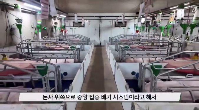 揭秘1200头韩国规模猪场养猪真相！
