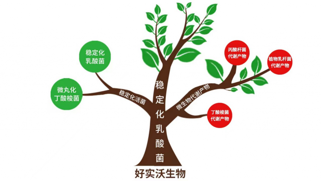 ﻿好实沃生物丁酸梭菌和丙酸杆菌代谢产物试验总结分享会成功召开